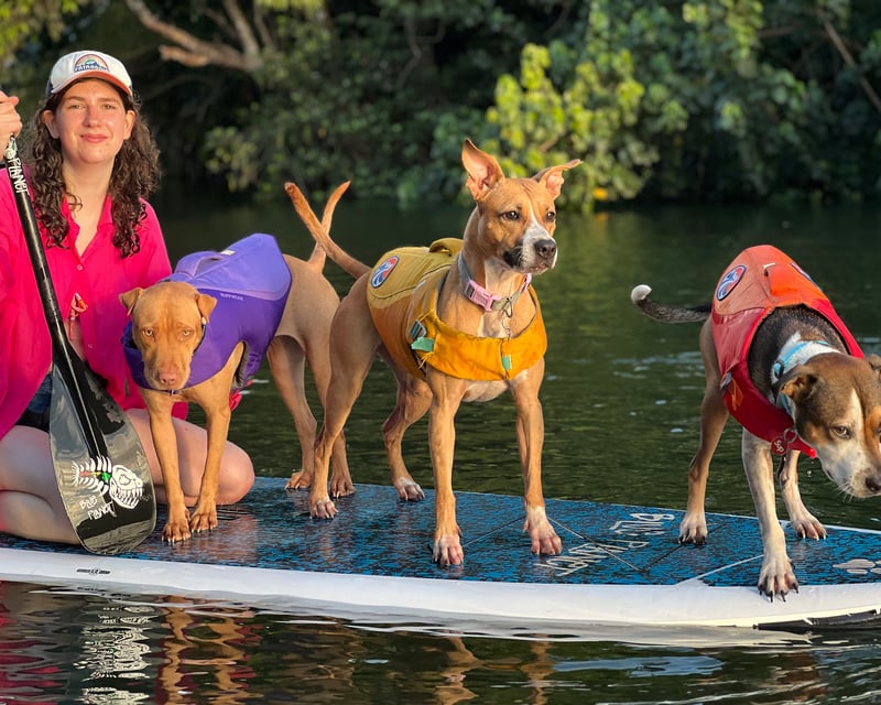 Stand Up Paddleboard Lesson With Rescue Dogs in Haleiwa
