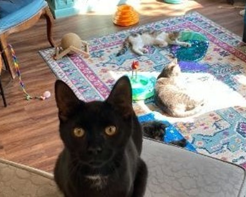 Alexandria 1-Hour Cat Lounge Visit