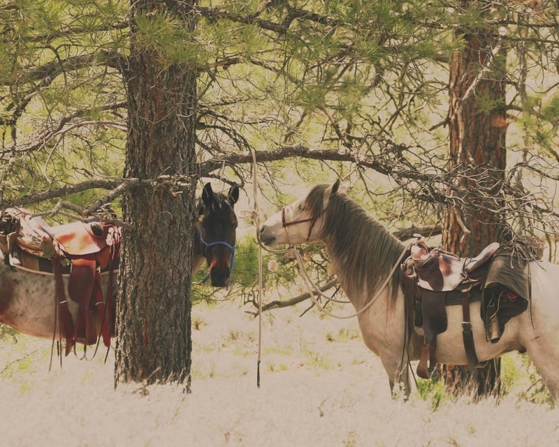 90-Minute Guided Horseback Ride in Pagosa Springs
