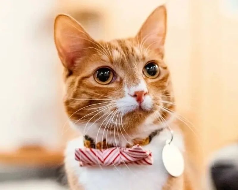 Cat Cafe Visit with Adoptable Rescue Cats in Seattle
