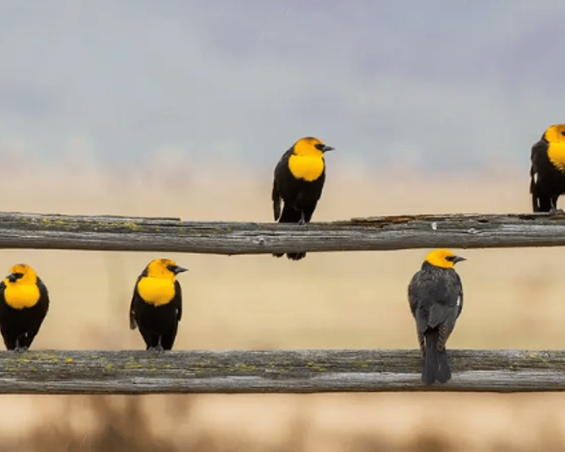 Private Sunrise Birding Tour in Grand Teton National Park