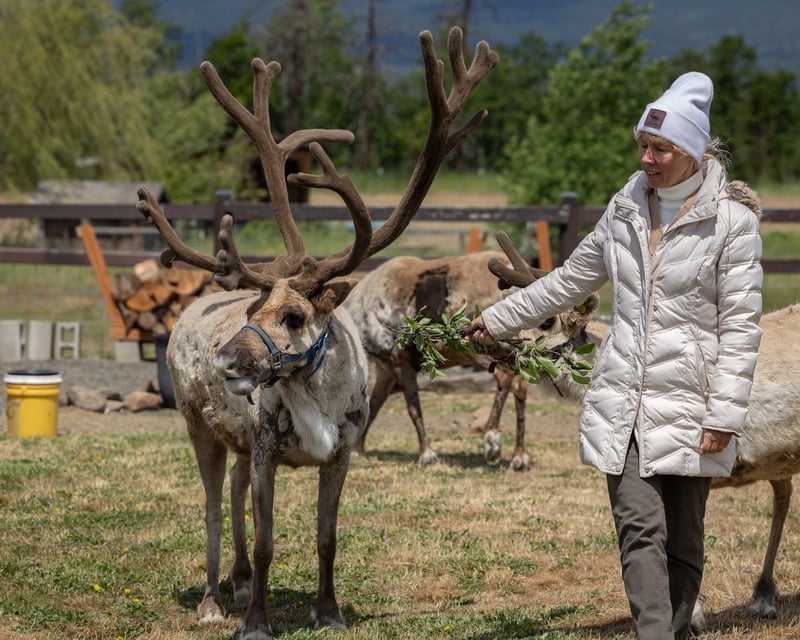 Christmas Reindeer Farm Tour in Goldendale, WA