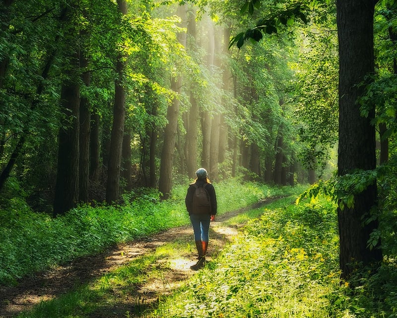 Forest Bathing Nature Therapy Walk in Rockbridge, Ohio