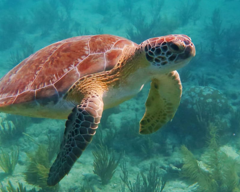 Snorkeling Tour in Key West