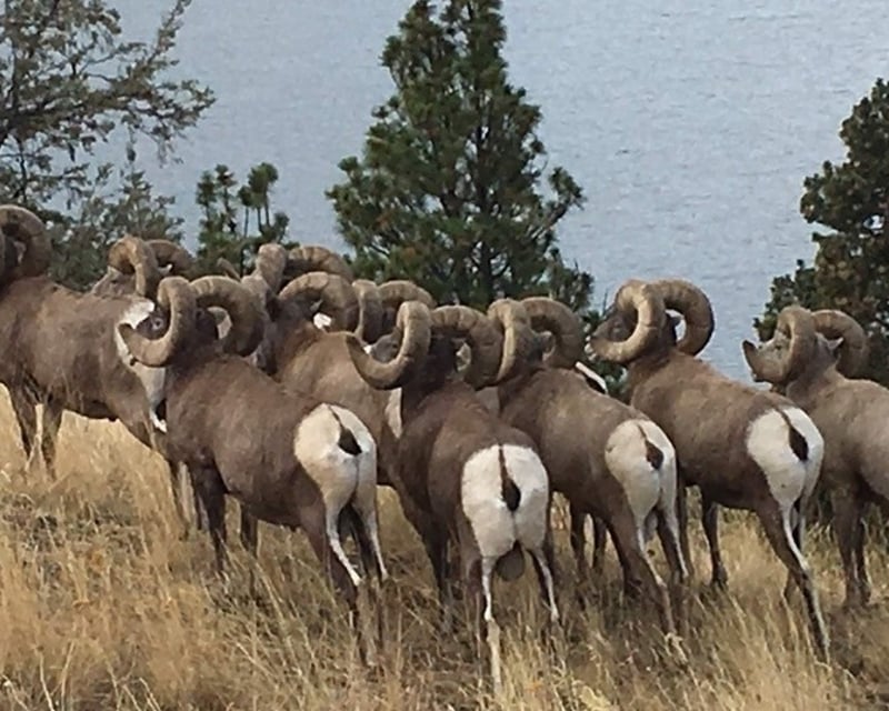 Private Wild Horse Island Boat Tour on Flathead Lake