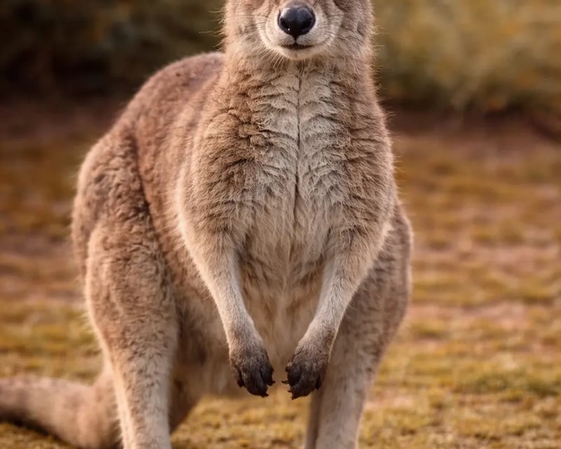 Hands-On Kangaroo Encounter at a Sanctuary in Alva, FL