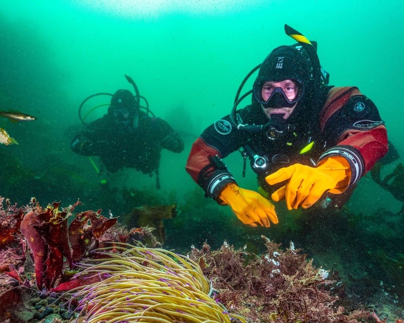 Guided 2-Dive Kelp Forest Shore Diving in Monterey