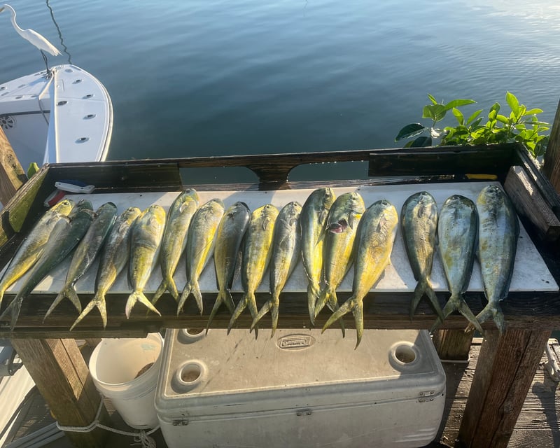 Private Mahi & Tuna Offshore Fishing Charter in Islamorada