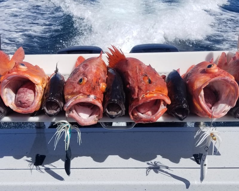 Homer Lingcod & Rockfish Fishing Charter