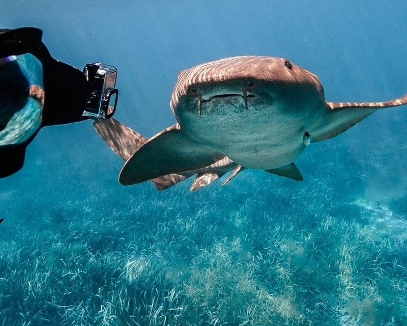 Private Nurse Shark Snorkel Tour in Santa Isabel