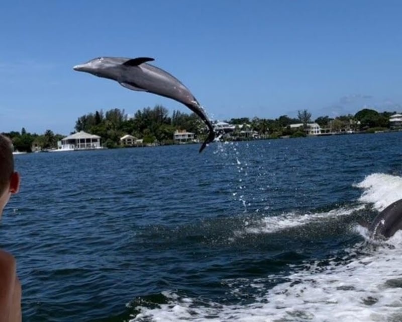 2-Hour Dolphin & Wildlife Cruise in Siesta Key