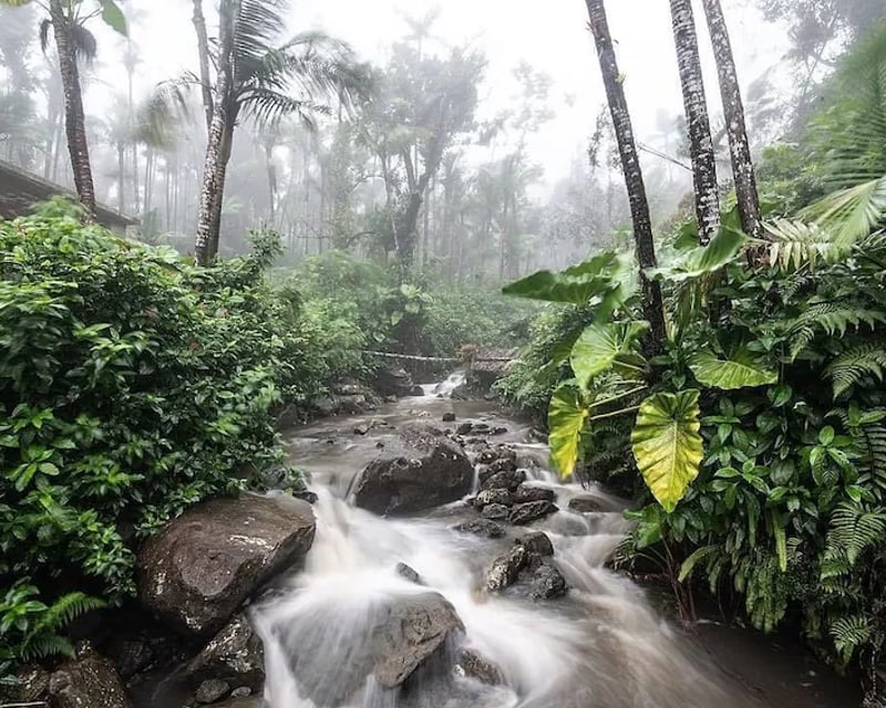El Yunque National Forest Half-Day Guided Tour