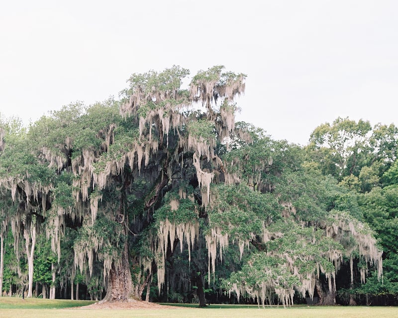 Drayton Hall Grounds & Galleries Admission