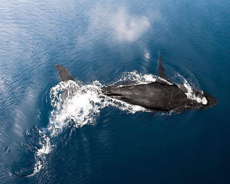 North Shore Whale Watch Eco Tour with Biologist