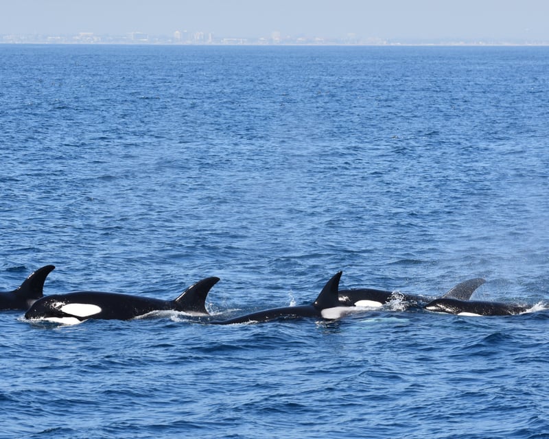 Whale & Dolphin Watching Eco-Catamaran Cruise in Los Angeles