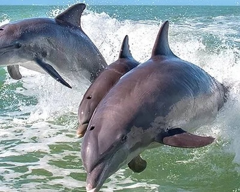 Cruise Anna Maria Island on a 2-Hour Dolphin Tour