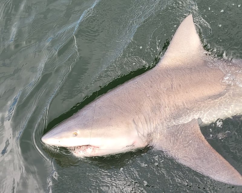 Shark Fishing Charter in Santa Rosa Beach