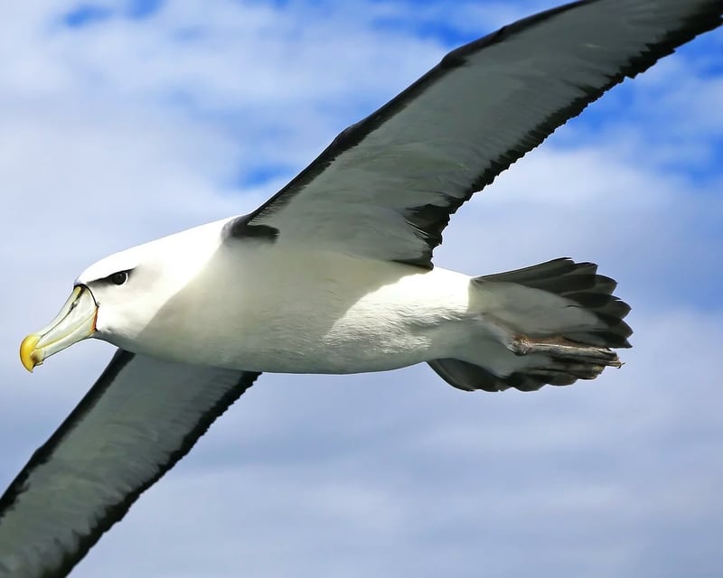 San Diego 5-Hour Pelagic Birding Charter