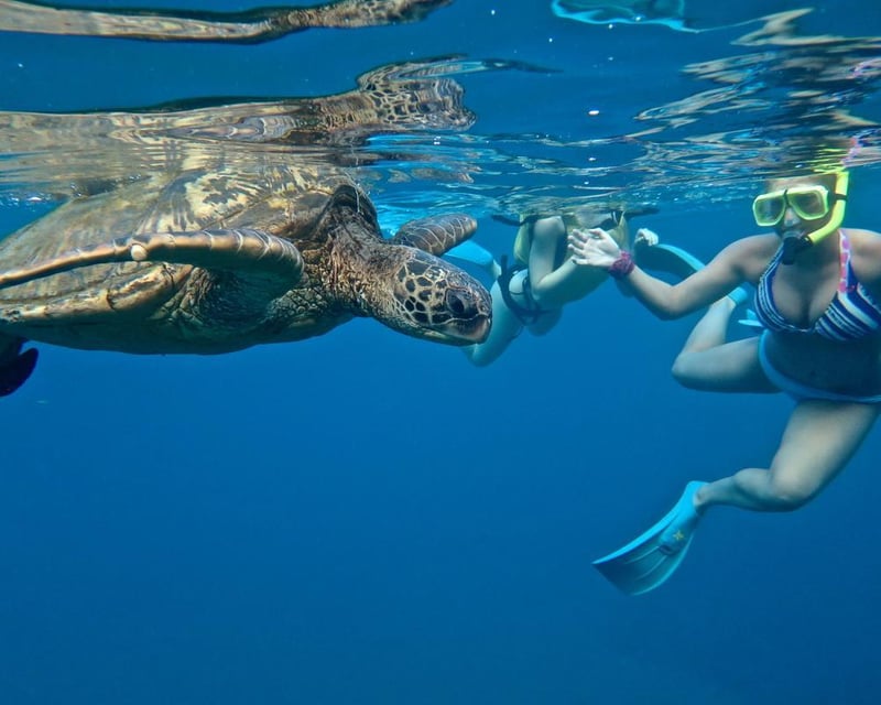 Guided Turtle Town Stand-Up Paddleboard & Snorkel
