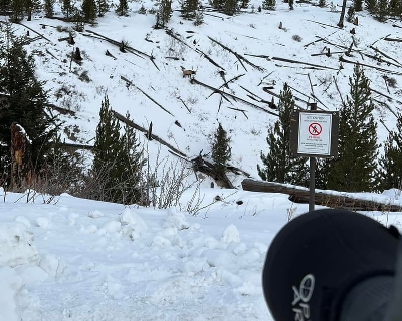 Private Winter Wildlife Tour in Yellowstone's Lamar Valley