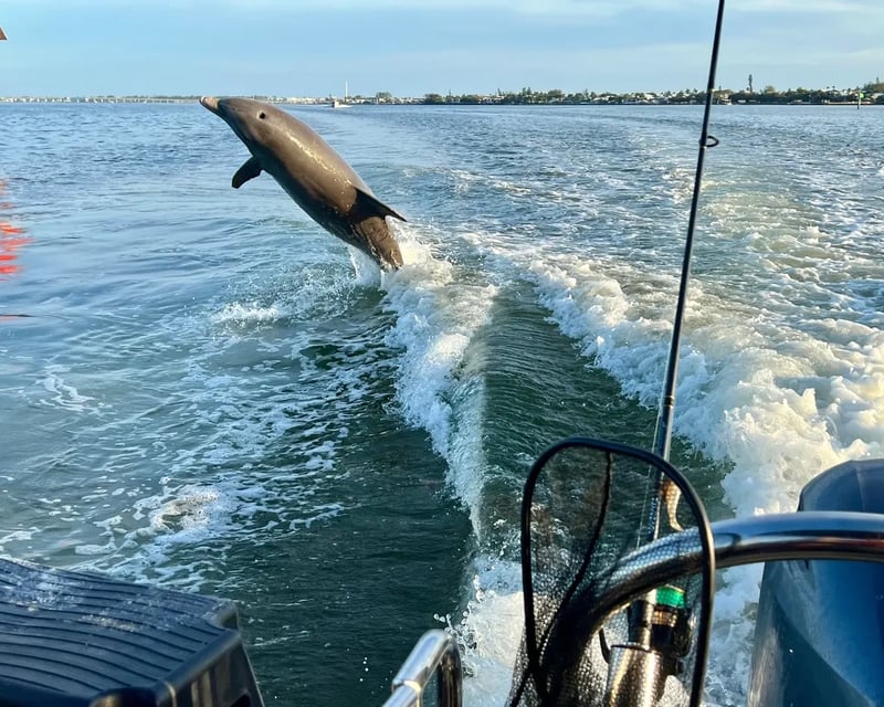 Private Dolphin Watching Tour on Anna Maria Island