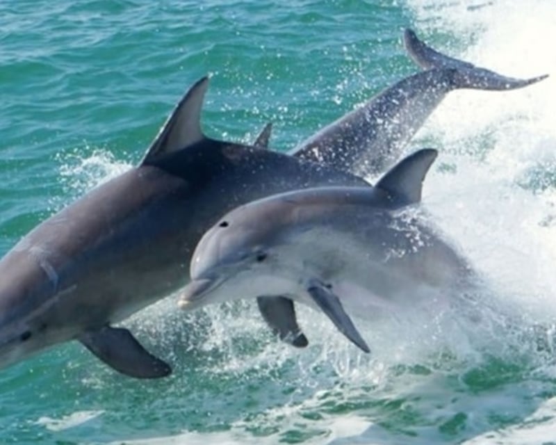 Port Isabel 1.5-Hour Dolphin Watch Cruise