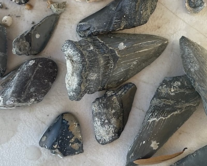 5-Gallon Shark Tooth & Fossil Dig in North Myrtle Beach