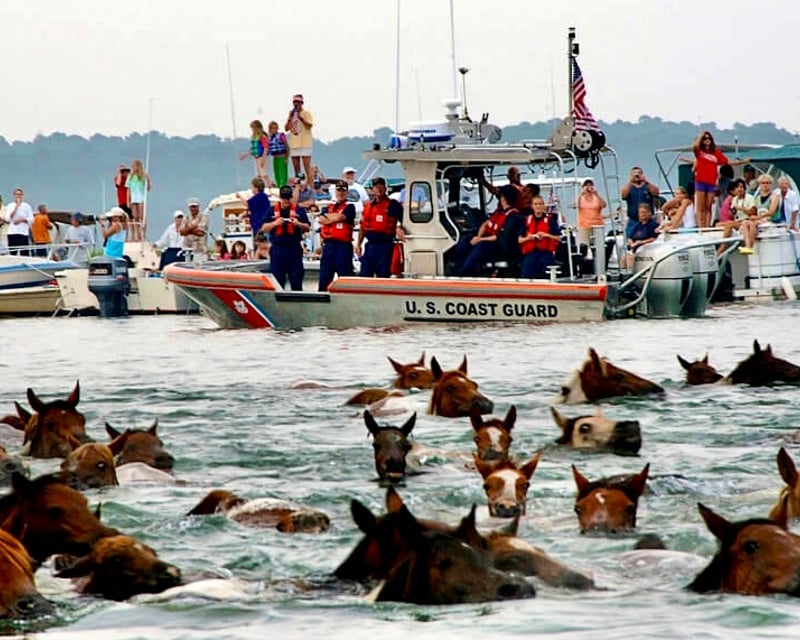 Chincoteague Pony Swim Pontoon Cruise