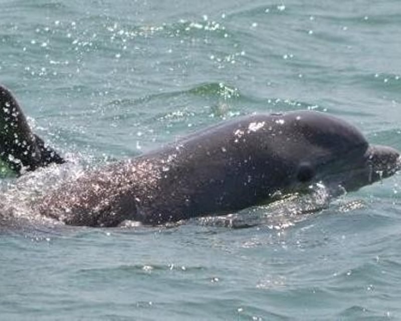 Dolphin Cruise From Calabash