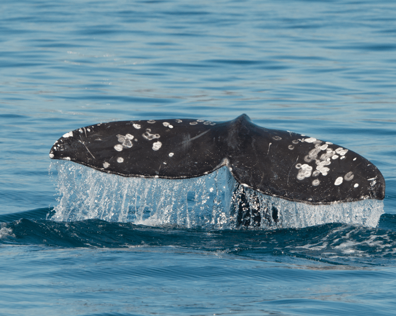 Gray Whale Watching Cruise From Stearns Wharf