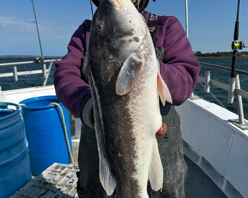 Blackfish Fishing Trip in Greenport, NY