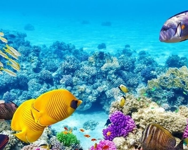 Pawai Bay Reef Snorkel Tour