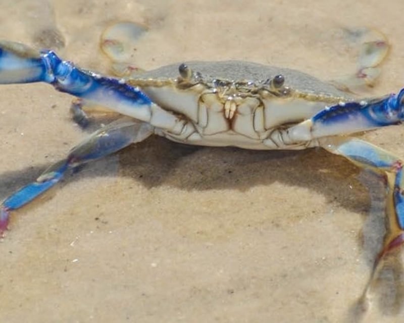 Atlantic Blue Crab Discovery Class in Hilton Head