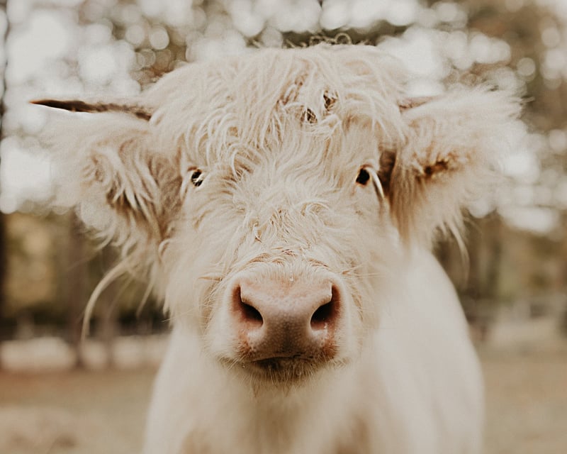 Greenhouse Dining & Cow Feeding in Chesapeake