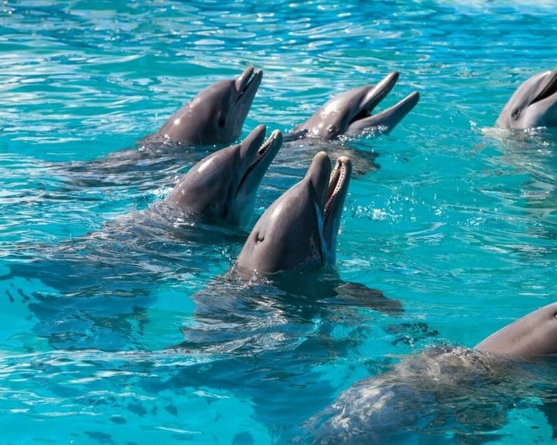 Private No-Chase Dolphin Watching Tour Near Key West