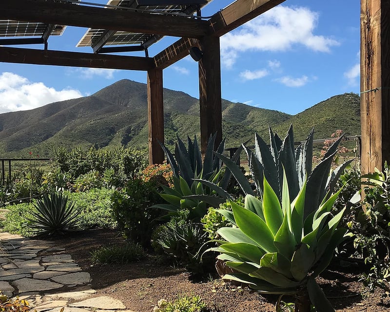 Valle de Guadalupe Wine Tasting Day Trip from San Diego