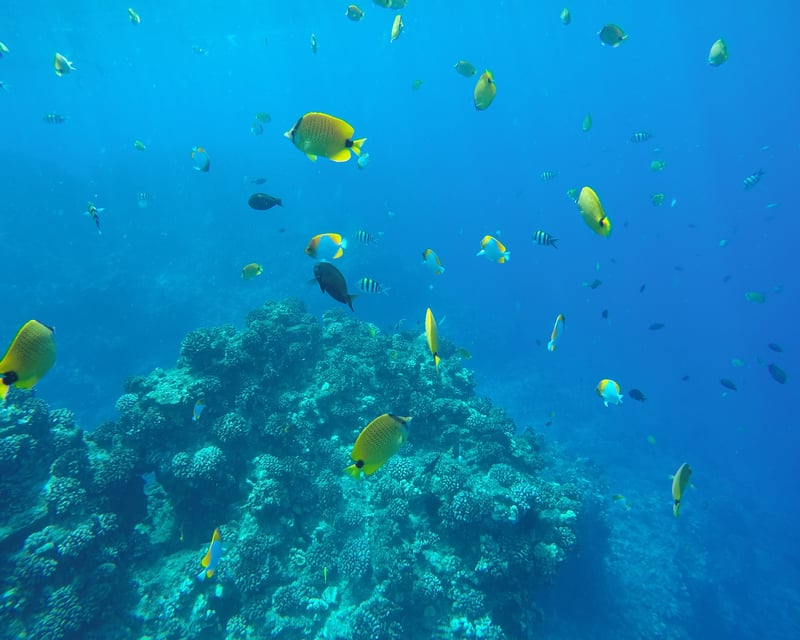 Private Coral Reef Snorkeling Charter in Kailua-Kona