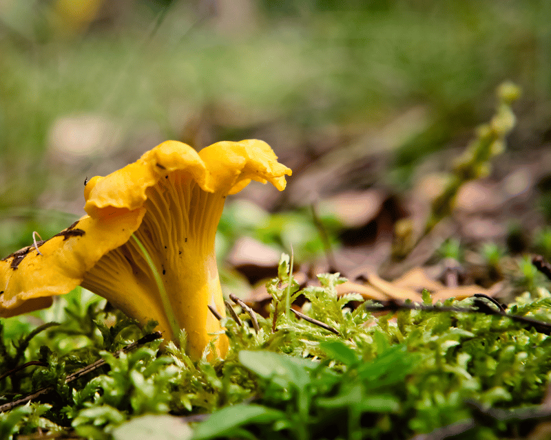Old-Growth Forest Chanterelle Foraging in Randle, WA