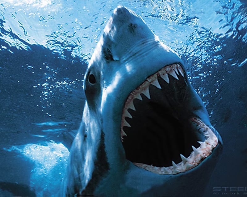 Private Shark Fishing Charter in Panama City Beach