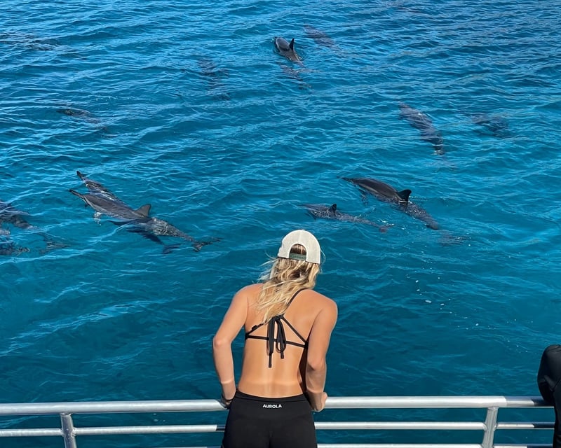 3-Hour Waianae Dolphin Watching Cruise