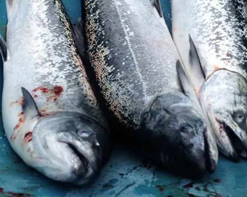 Silver Salmon Fishing Charter in Ninilchik