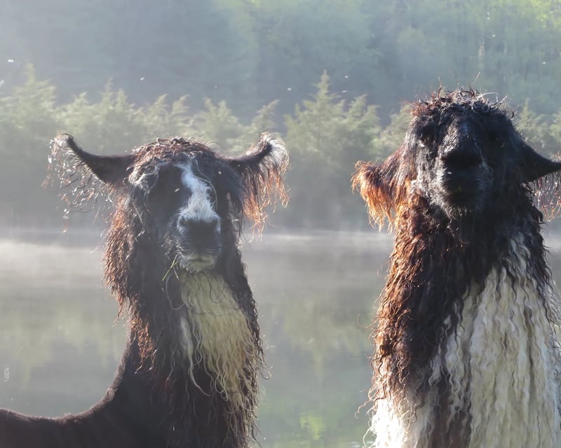 Visit a Llama Farm in Birdsboro