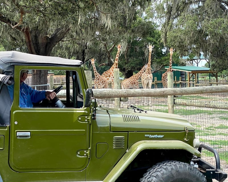Guided Drive-Thru Safari at Giraffe Ranch in Dade City