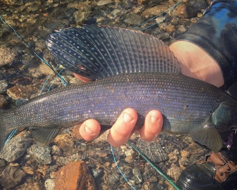Denali Evening Arctic Grayling Fly Fishing