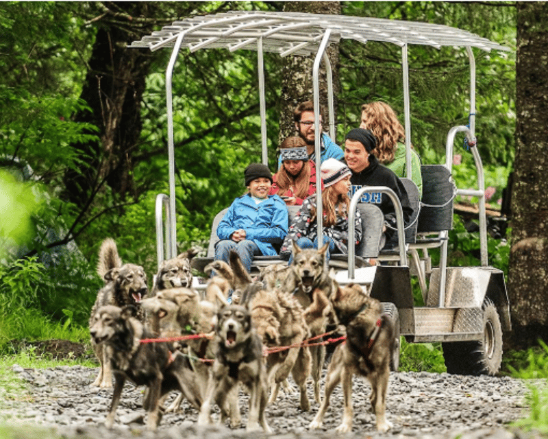3.5-Hour Dog Mushing & Gold Panning Tour in Seward
