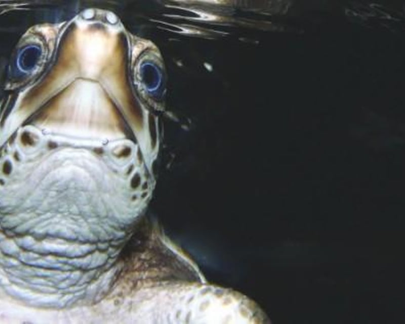Sea Turtle Talk & Coastal Gallery Admission in Tybee Island