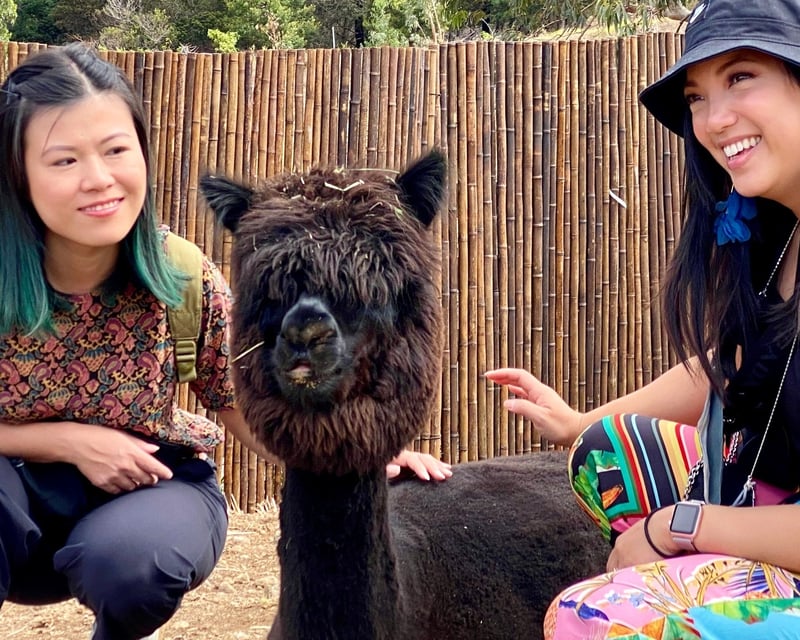 Alpaca Farm Tour & Angora Bunny Village in Makawao, Maui