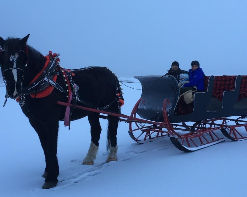 Horse-Drawn Sleigh Ride in Palmer, Alaska