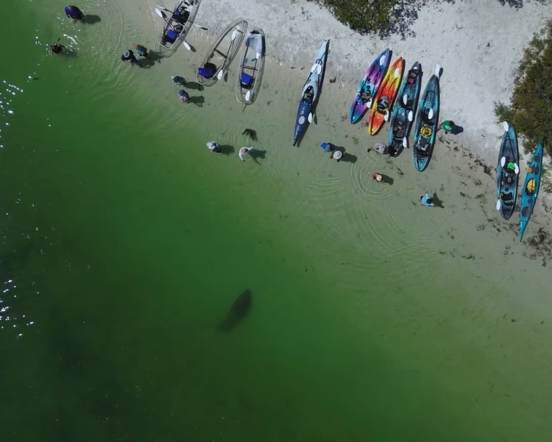 Party Kayak Tour to Shell Key Preserve From St. Pete