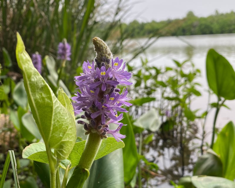 Wildlife And Wildflowers Paddle Tour